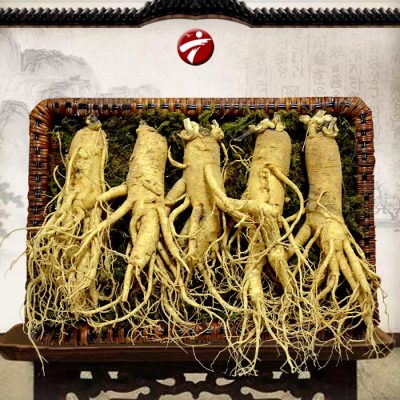 Nhân sâm tươi 5 củ/ kí